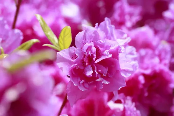 Lila Rhododendron Nahaufnahme, schöne Farbe — Stockfoto