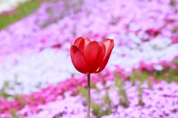 Bonita tulipa florescente — Fotografia de Stock