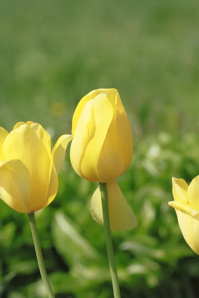 美しい花のチューリップ — ストック写真