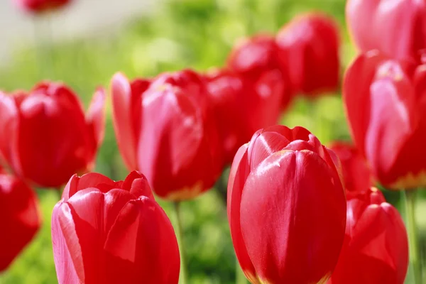 Hermoso tulipán floreciente — Foto de Stock