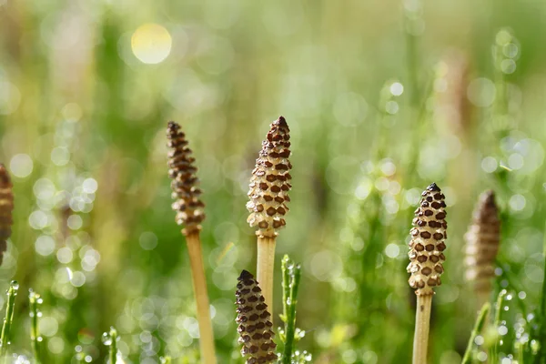 Equisetum arvense — Stock Image Equisetum arvense Stock Picture