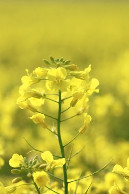 Rape field, canola crops clipart