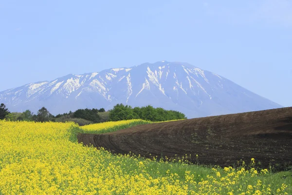 Rape field, canola crops and Mt.Iwate — Stock Photo, Image