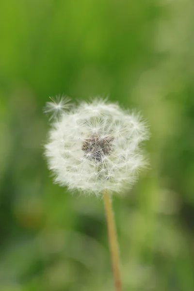 White dandelion on a green meadow — Stock Photo, Image