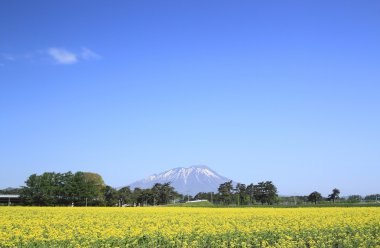 mt. Iwate ve tecavüz alan, kanola bitkileri