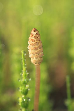 Equisetum arvense