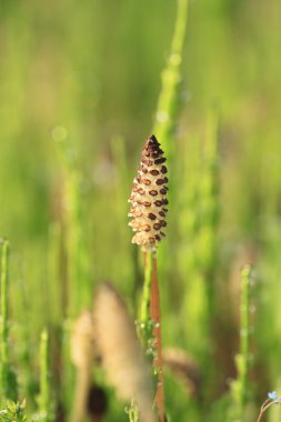 Equisetum arvense