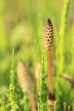 Equisetum arvense