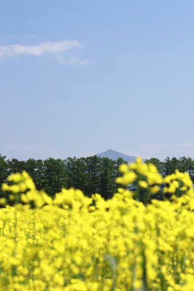 Mt. Himekami e campo de estupro, culturas de canola — Fotografia de Stock