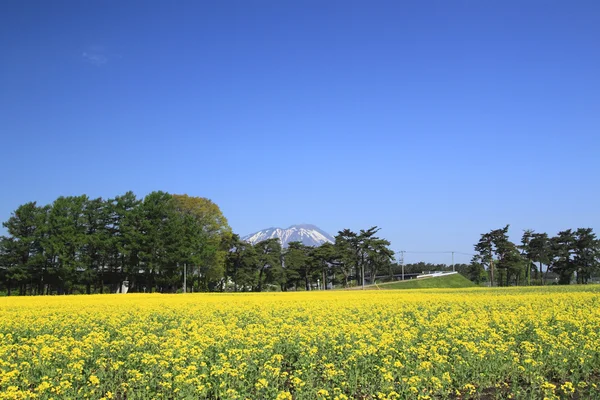 Mt. Iwate e campo de estupro, canola culturas — Fotografia de Stock