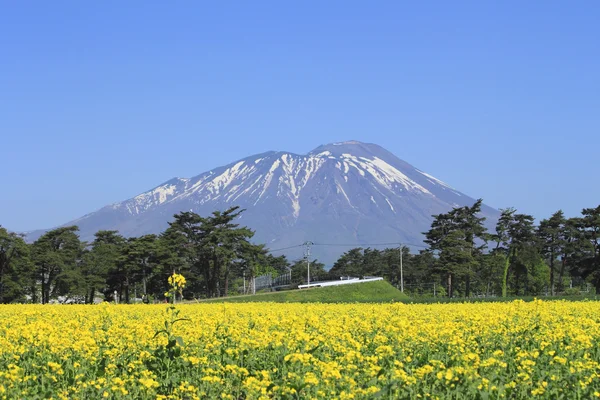 MT. iwate και πεδίο του βιασμού, canola καλλιέργειες — Φωτογραφία Αρχείου