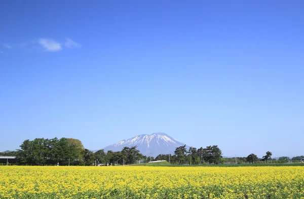 MT. iwate και πεδίο του βιασμού, canola καλλιέργειες — Φωτογραφία Αρχείου