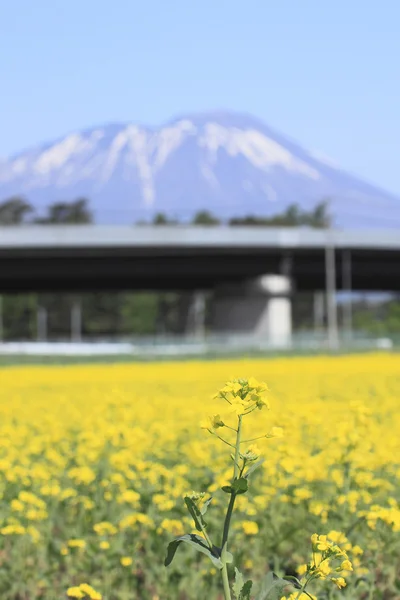 Mt. iwate a znásilnění pole řepky plodin — Stock fotografie