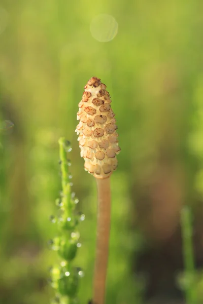 stock image Equisetum arvense