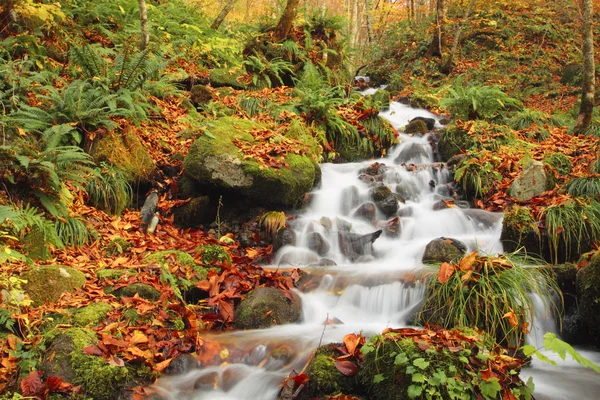 stock image Autumn Colors of Oirase River