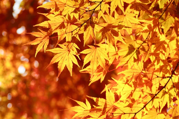 Kolorowe liście — Zdjęcie stockowe