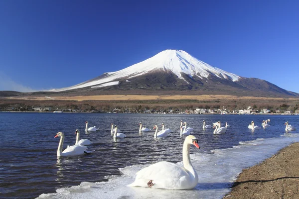 Mt.fuji и лебедь — стоковое фото