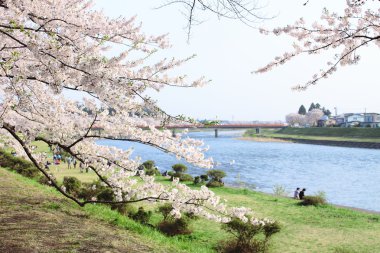 Japanese cherry blossom in kakunodate clipart