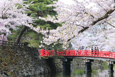 kiraz çiçekleri ve Japon kale