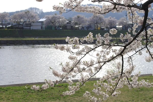 A kakunodate japán cherry blossom — Stock Fotó