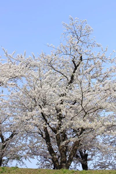 Цветение японской сакуры в какунодате — стоковое фото