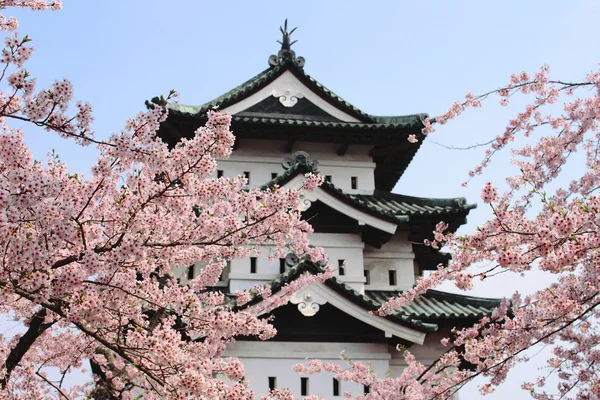 Kirschblüten und japanische Burg — Stockfoto