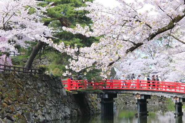 Flores de cerezo y castillo japonés — Foto de Stock