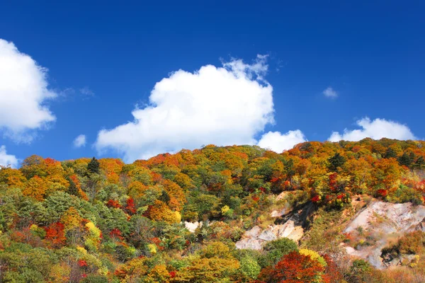 秋天的森林对蓝蓝的天空 — 图库照片