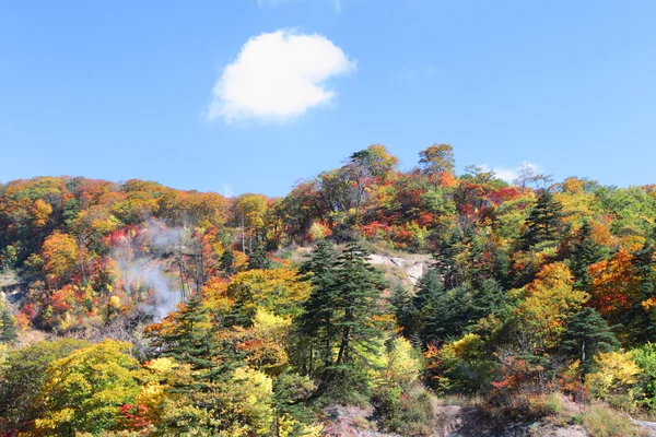 Φθινόπωρο δάσος μπλε ουρανό — Φωτογραφία Αρχείου