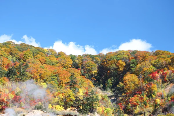青い空を背景の秋の森 — ストック写真