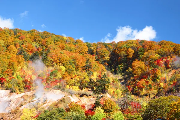 青い空を背景の秋の森 — ストック写真