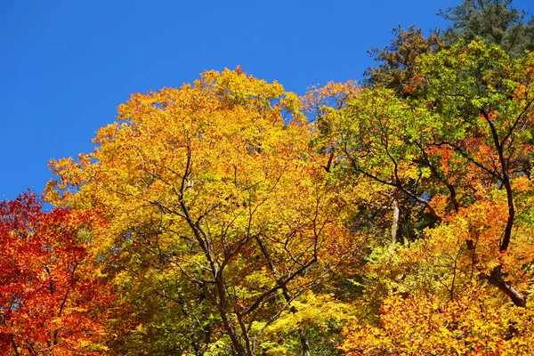 Осінній ліс на тлі блакитного неба — стокове фото