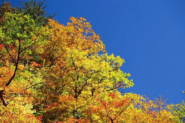 Осінній ліс на тлі блакитного неба — стокове фото