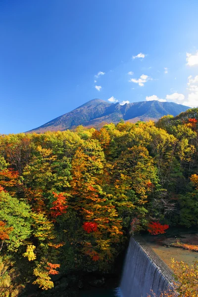 Bosque de otoño contra el cielo azul —  Fotos de Stock
