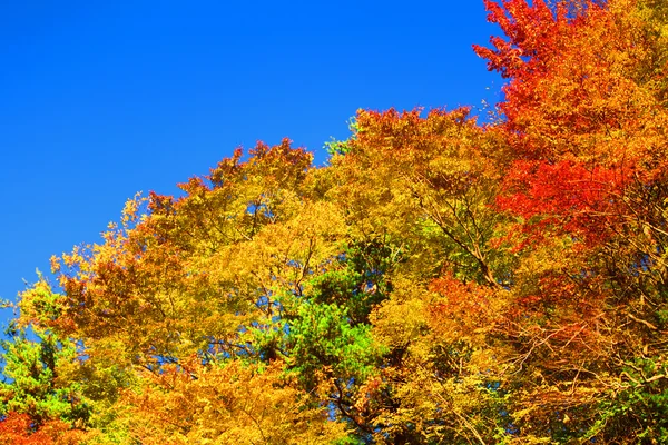 Floresta de outono contra céu azul — Fotografia de Stock