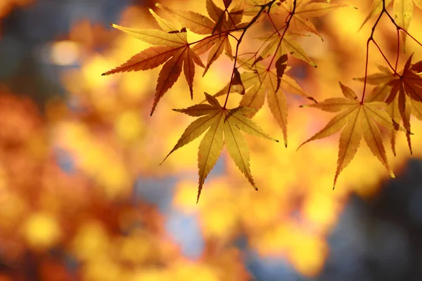 Mooie esdoorn bladeren in japan — Stockfoto