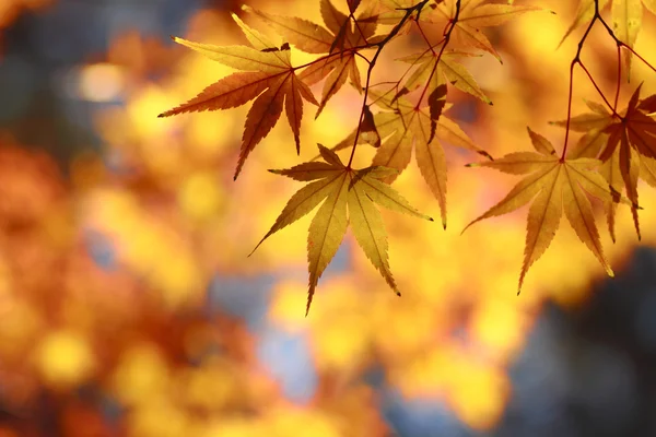 Vackra lönnlöv i japan — Stockfoto