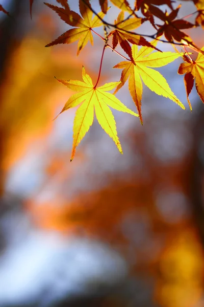 Belas folhas de bordo no Japão — Fotografia de Stock