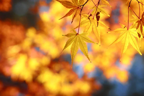 美しい日本のカエデの葉 — ストック写真