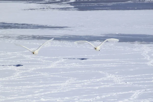 Campo de neve e cisnes no inverno japonês — Fotografia de Stock