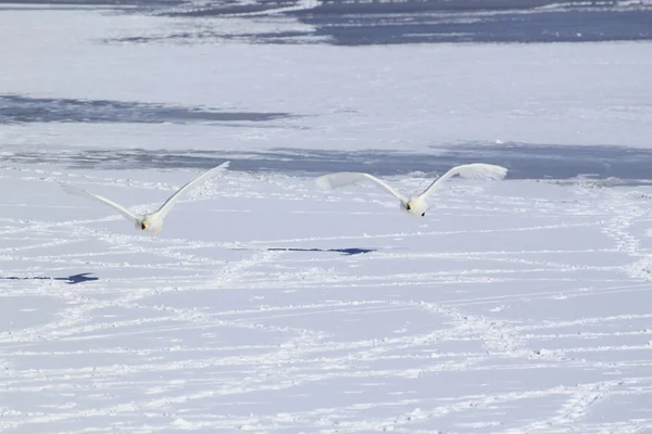 stock image Snow field and swans in Japanese winter