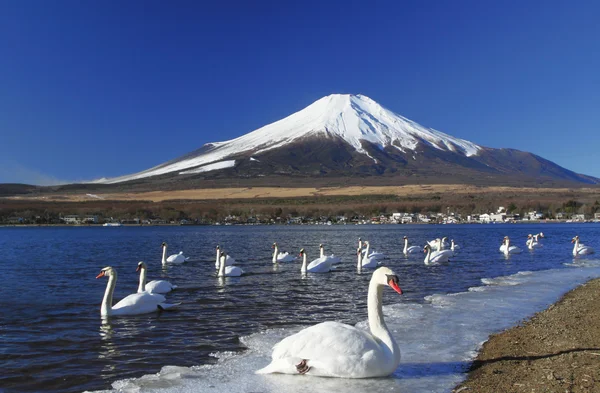 Mt.fuji и лебедь — стоковое фото