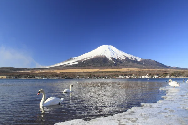 富士山と白鳥 — ストック写真