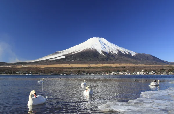 富士山と白鳥 — ストック写真