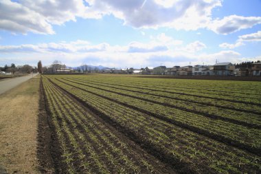 Sahadaki genç yeşil Mısır fide