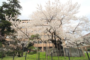 Taş Kırma kiraz ağacı