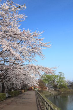 tam bloomed kiraz çiçekleri