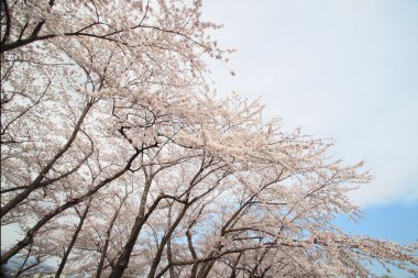 tam bloomed kiraz çiçekleri