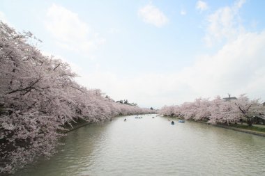 tam bloomed kiraz çiçekleri