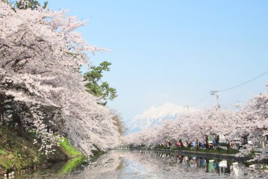 tam bloomed kiraz çiçekleri